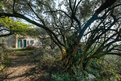 Property building, Garden, Garden view