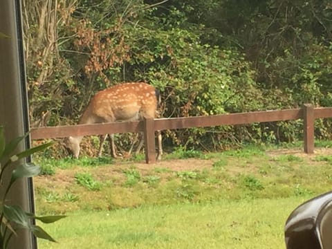 2 Mile Lodge Pousada com café da manhã (B&B) in County Kerry