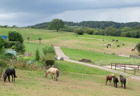 Natural landscape, Horse-riding, View (from property/room), Hiking, Cycling, Animals