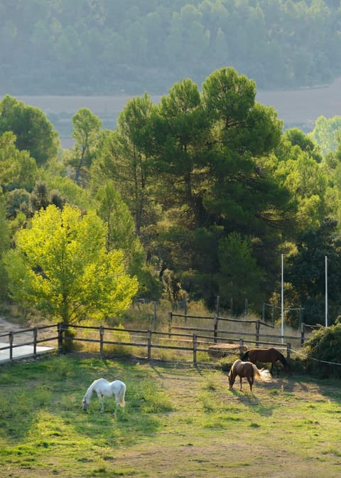 Activities, Horse-riding