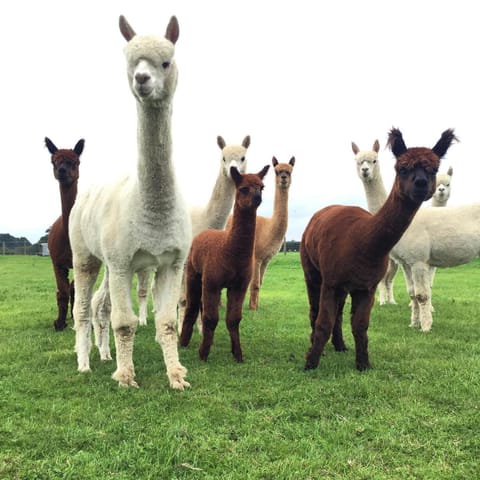 Animals, Animals, Animals, On site