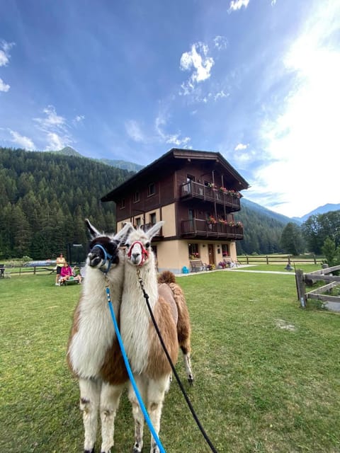 Property building, Garden, Garden view