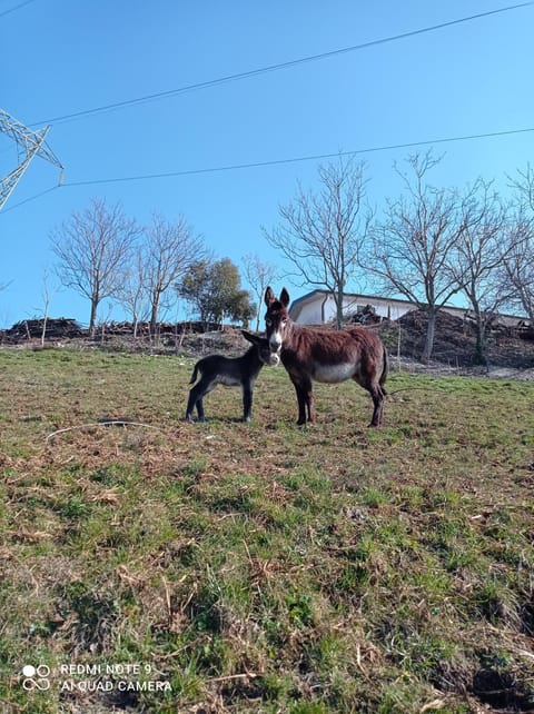 Agriturismo Corte Maccini Farm Stay in Veneto