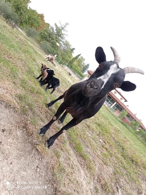 Agriturismo Corte Maccini Farm Stay in Veneto