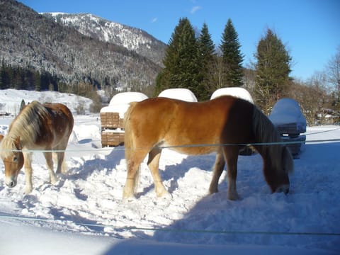 Ferienwohnungen Hamberger Apartment in Aschau im Chiemgau