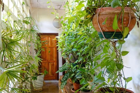 Balcony/Terrace, Garden view