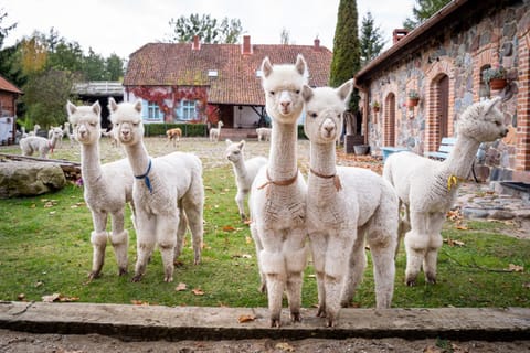 Animals