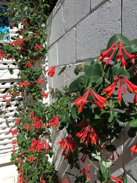 Facade/entrance, Garden, Garden