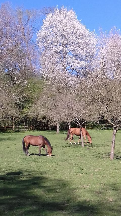 Haras de la Valterie House in Normandy