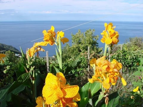 Case vacanza Reggimonti Cinque Terre Haus in Framura