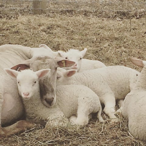 Fat Sheep Farm & Cabins Estancia en una granja in Woodstock