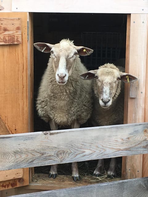 Fat Sheep Farm & Cabins Séjour à la ferme in Woodstock