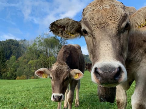 Animals