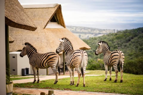 Jbay Zebra Lodge bednbreakfast in Eastern Cape