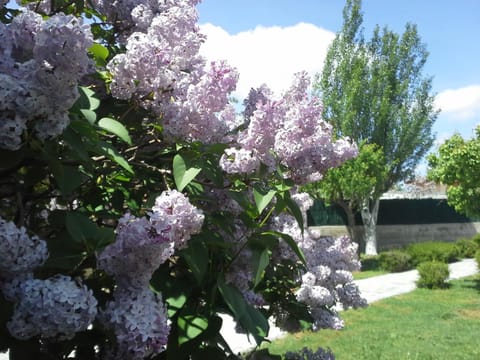 Garden, View (from property/room)