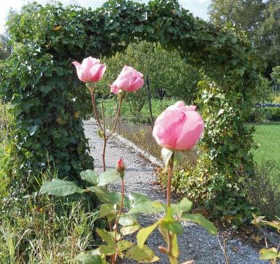 Les Trois Roses Bed and Breakfast in Hauts-de-France