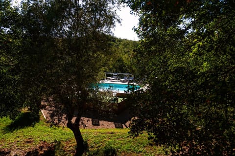 Garden, Pool view, Swimming pool