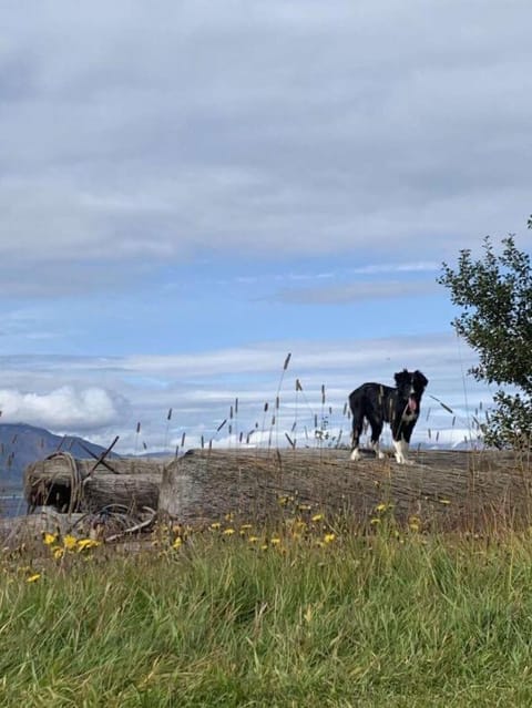 Áshóll guesthouse - farmstay House in Northeastern Region