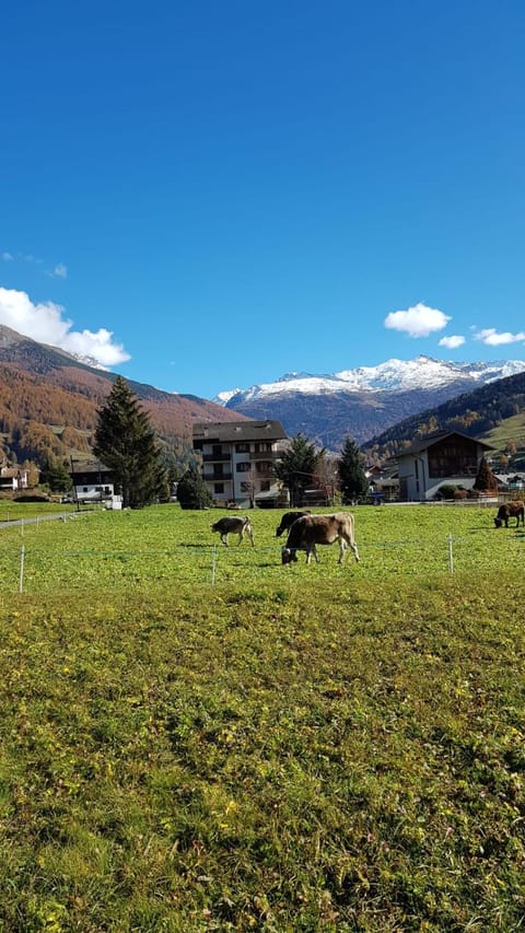 Baita nei pra Apartment in Bormio