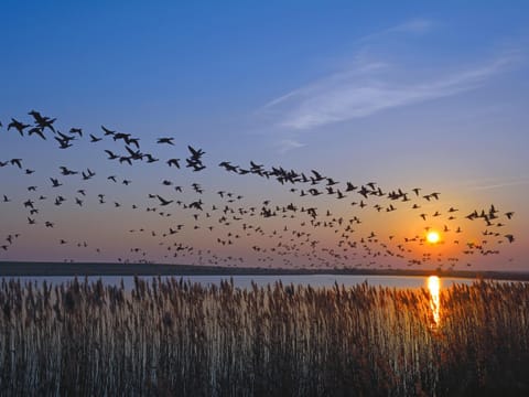 Vogelzug, Ferienwohnung für 4 Persoen - Erwachsene oder Kinder - in DE FEERJENHUSEN am Haubarg von Vollerwiek, Fertigstellung April 2020 Apartment in Nordfriesland