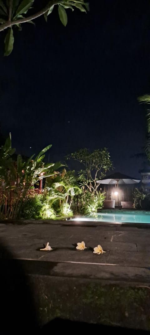 Night, Garden, Garden view, Pool view, Swimming pool