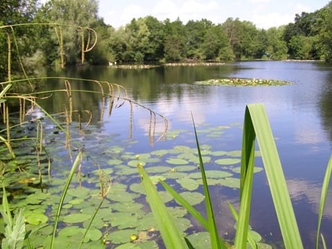 Lake view