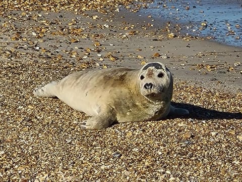 Beach, Animals