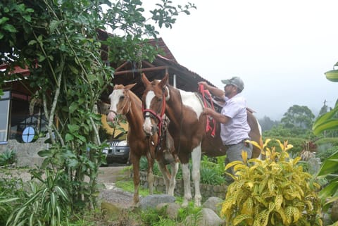 Horse-riding, Animals