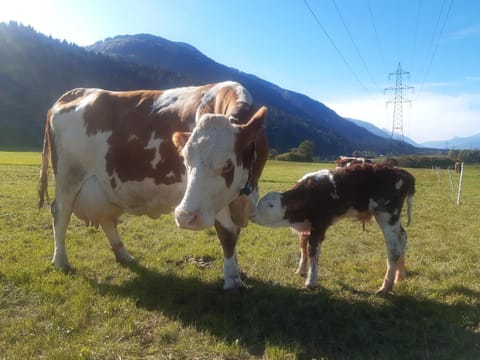 View (from property/room), Other, Animals, Pets, Pets