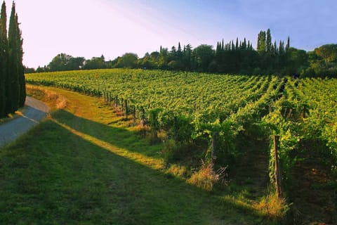La Striscia Wine Resort Farm Stay in Arezzo