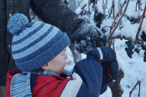Weingut Landmann Ferienwohnungen Apartment in Freiburg