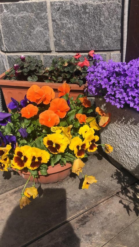 San Luigi - Rooms & Apartments Bed and Breakfast in Canton of Grisons