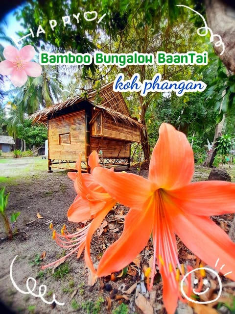 Bamboo Bungalow Baan Tai Phangan Übernachtung mit Frühstück in Ban Tai