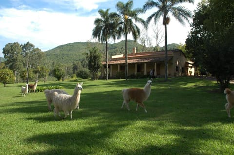 Property building, Animals