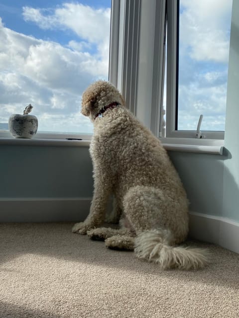 View (from property/room), Pets, Sea view