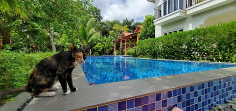 Day, Pets, Pool view, Swimming pool