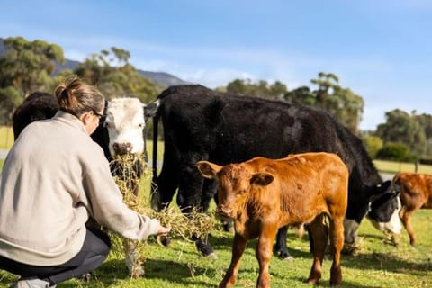 Halls Haven Holiday Units Resort in Halls Gap