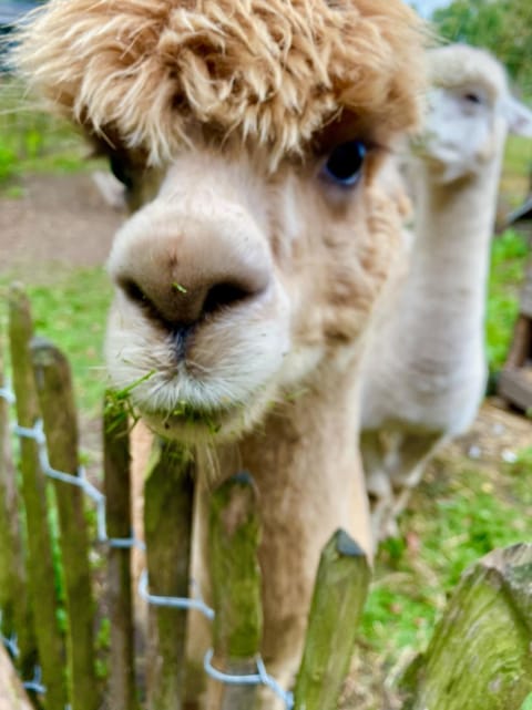 Luxe Finse Kota van de Zandhoef Chalet in North Brabant (province)