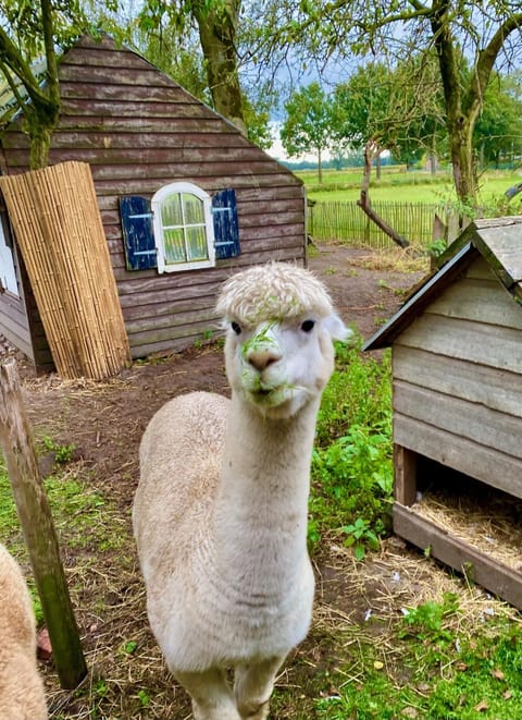 Luxe Finse Kota van de Zandhoef Chalet in North Brabant (province)