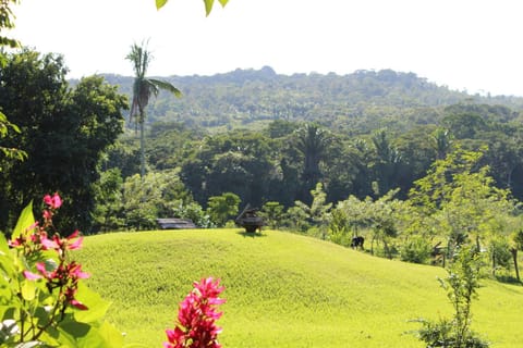 Nearby landmark, Natural landscape, Garden, Garden view