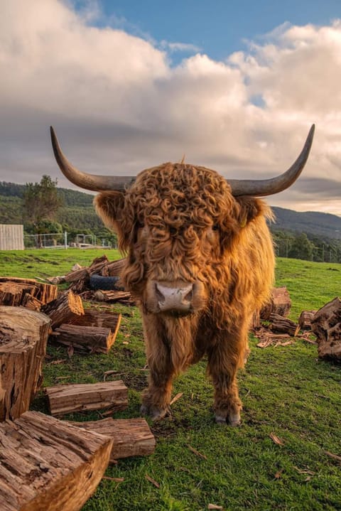 Ruby's Cottage Farm Stay Farm Stay in Port Arthur