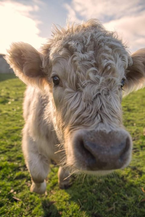 Ruby's Cottage Farm Stay Farm Stay in Port Arthur