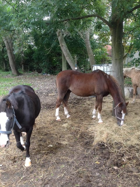 Horse-riding