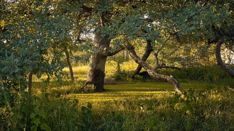 Natural landscape, Garden