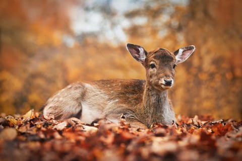 Animals, Garden view