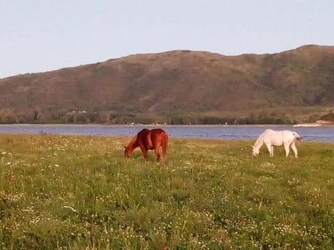 Natural landscape, Animals