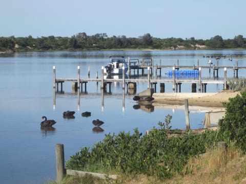 Day, Natural landscape, Summer, Animals, On site, Lake view