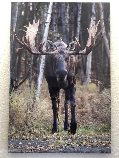 The Moose Crossing Condo in Anchorage