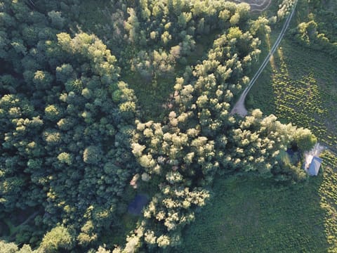 Bird's eye view, Other