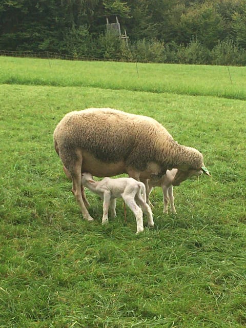 Nussbaumer am Irrsee Farm Stay in Salzburgerland